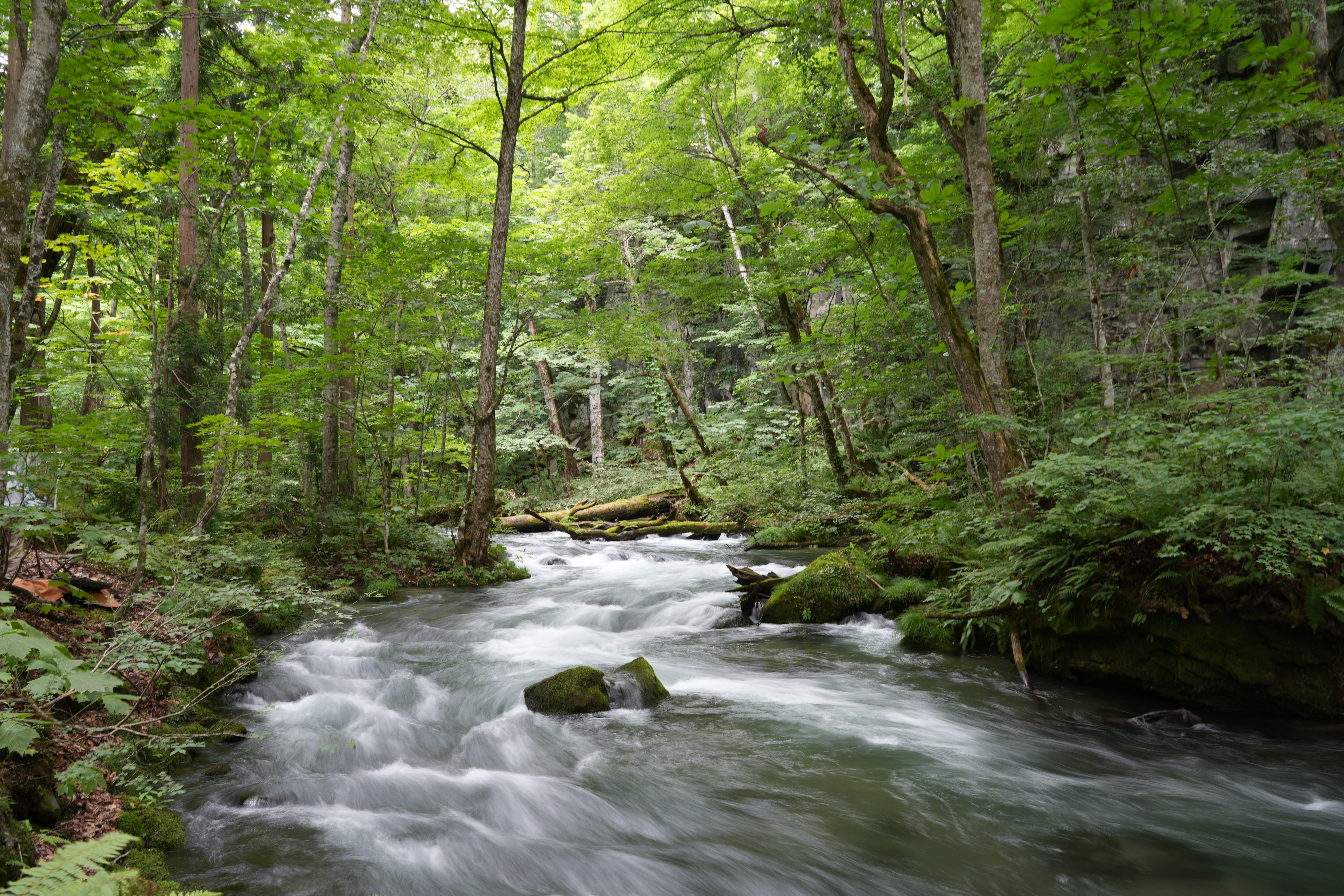 自然栽培の畑の風景